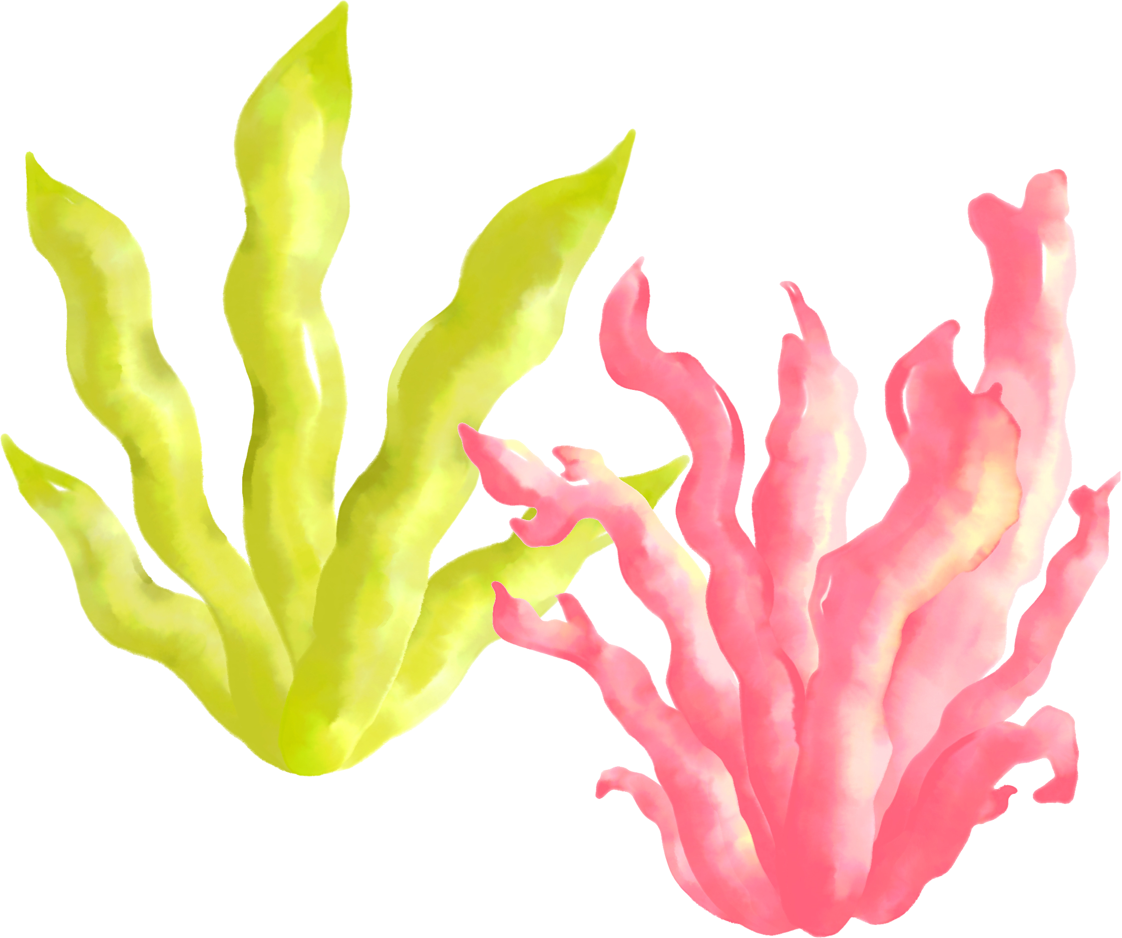 2種海藻精華